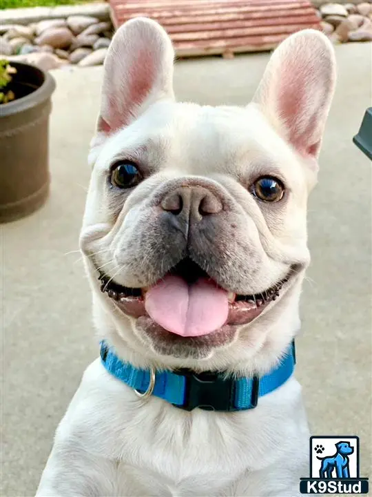 French Bulldog stud dog